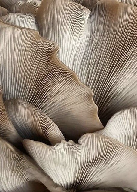 Cordyceps Mushroom