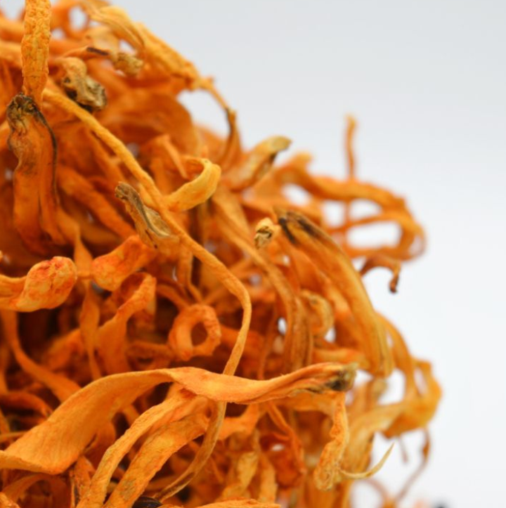 CORDYCEPS MUSHROOMS